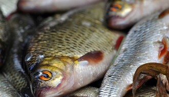 Ovo su saveti veterinarske inspekcije za kupovinu ribe