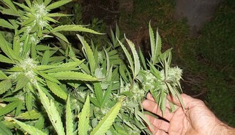 BAČKA PALANKA: Sadili marihuanu u tuđem dvorištu