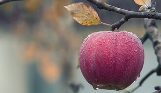 Novosadska firma prevarila nesuđene berače voća u Italiji