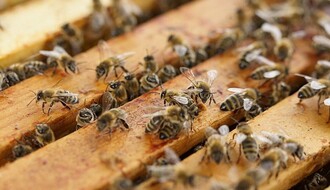 Upozorenje pčelarima: Zaprašivanje protiv komaraca u Novom Sadu