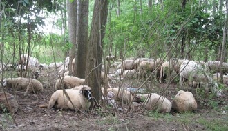 PETROVARADINSKI RIT: Zbog nedozvoljene ispaše ovaca ugrožene brojne životinjske vrste (FOTO)