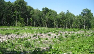 Tužilaštvo podnelo optužni predlog protiv JP "NP Fruška gora" zbog seče šuma