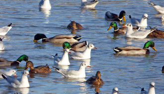 Međunarodni zimski popis ptica vodenih staništa od 9. do 31. januara