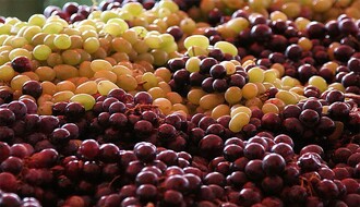 Novosadske tezge snadbevene grožđem, prodaja slaba