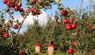 Humanitarno branje jabuka: Tate Novosađani i Sloga AD Kać pozivaju na vikend akciju