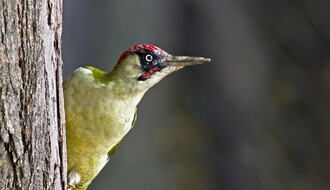 U novosadskim parkovima živi više od 100 vrsta ptica i malih životinja