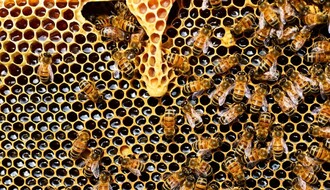 Upozorenje pčelarima: U nedelju počinju tretmani protiv komaraca