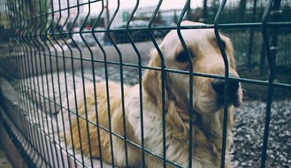 NS: U prošloj godini 1. 804 tužbe zbog ujeda napuštenih pasa