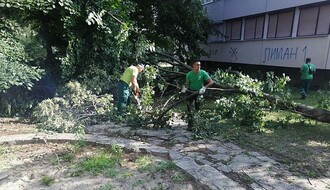FOTO: Radnici "Zelenila" uklanjaju posledice nevremena, direktor obećava sadnju odraslog drveća