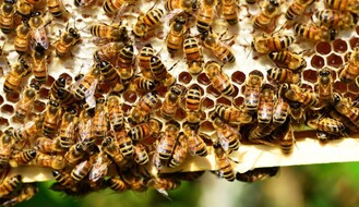 Izgubljena sezona za pčelare i voćare zbog zabrane kretanja