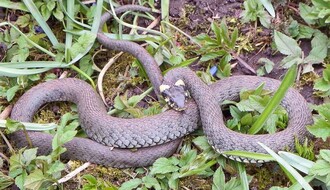 Treba li Novosađani da strahuju od zmija?