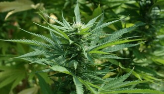 NS: Uzgajao marihuanu radi nelegalne prodaje