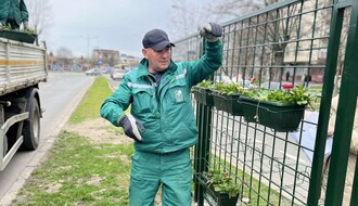 FOTO: U toku je postavljanje "zelenog zida" na razdelnom ostrvu u ulici Narodnog fronta