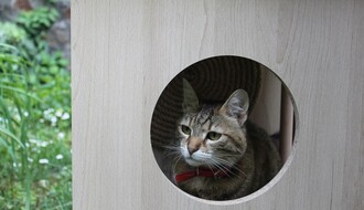 "MJAUTORITET": Upoznajte ekipu porodične radionice za izradu nameštaja za mačke (FOTO)
