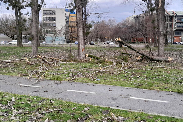 FOTO: Jak vetar u Novom Sadu lomi stabla i ruši ograde – kej neprepoznatljiv