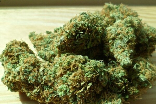 HRONIKA: Marihuanu iz Crne Gore rasturali po Novom Sadu