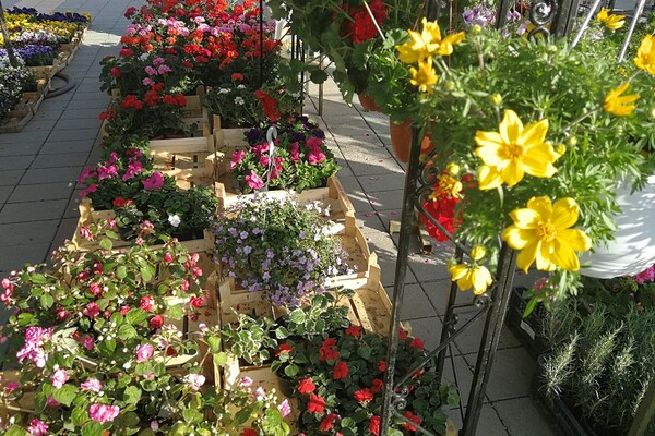 FOTO: Velika ponuda prve prolećne Cvetne pijace